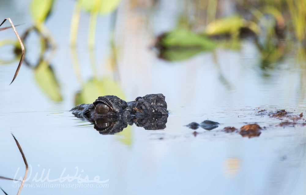 American Alligator Eyes Picture
