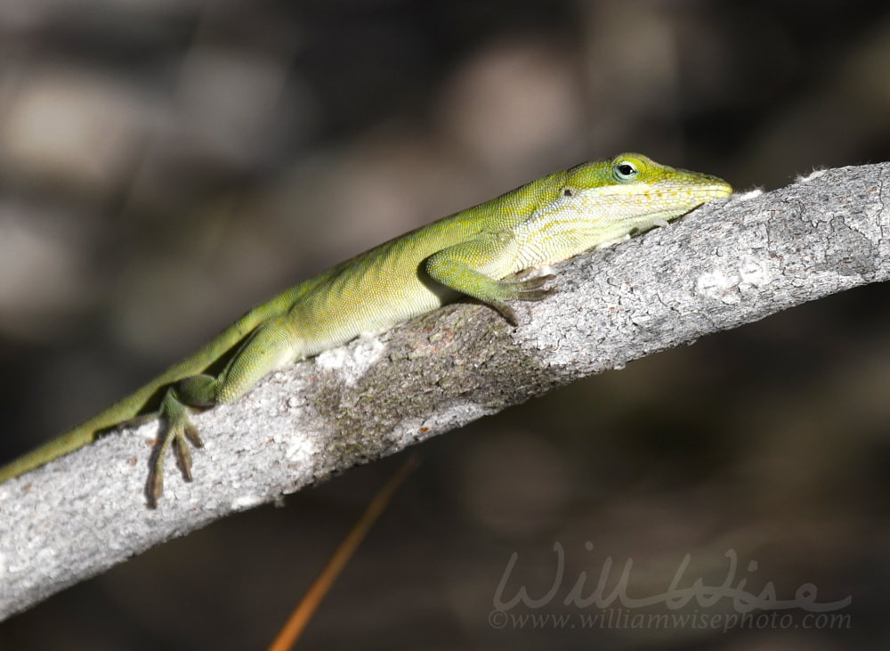 Green Anole Lizard sunning on a branch in the Okefenokee Swamp, Georgia Picture