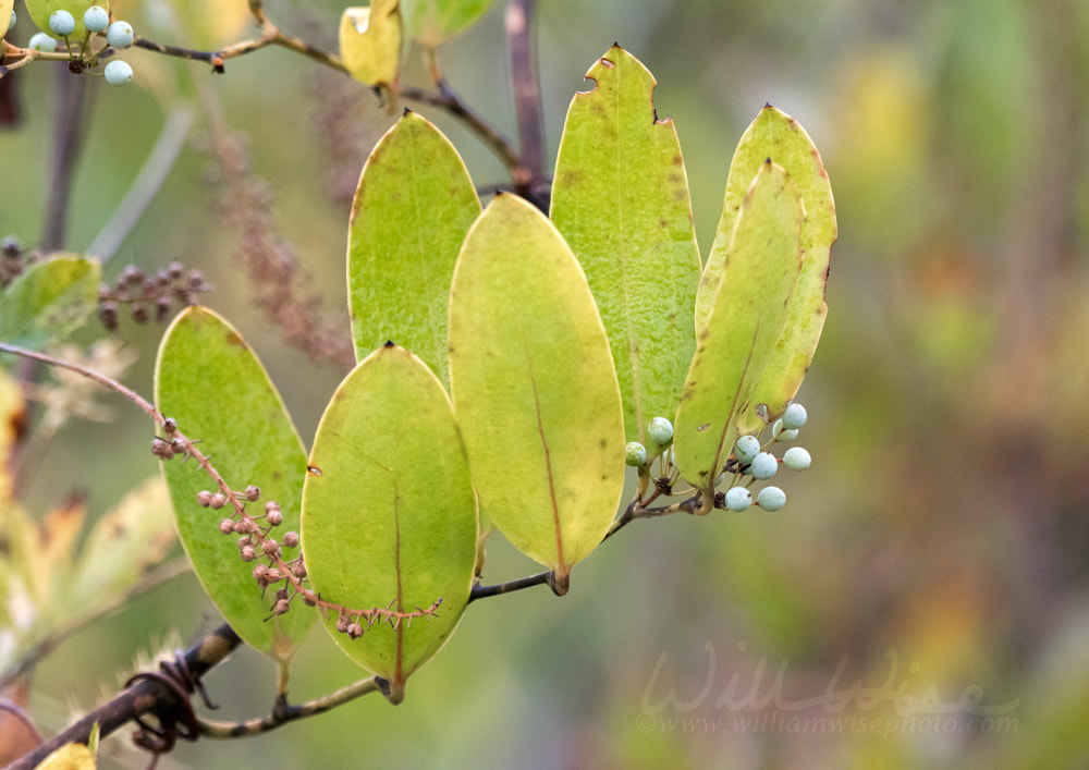 Smilax Laurel Leaf Greenbrier leaves and fruit in the fall in the Okefenokee Swamp Georgia Picture