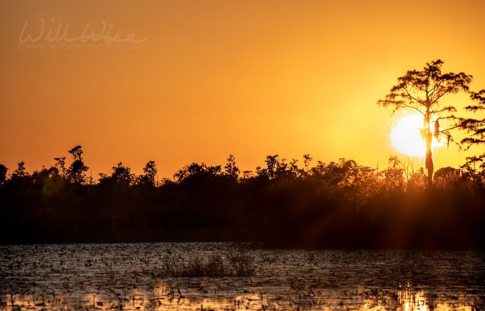 Sunset and cypress tree silhouette over Grand Prairie in the Okefenokee National Wildlife Refuge Picture