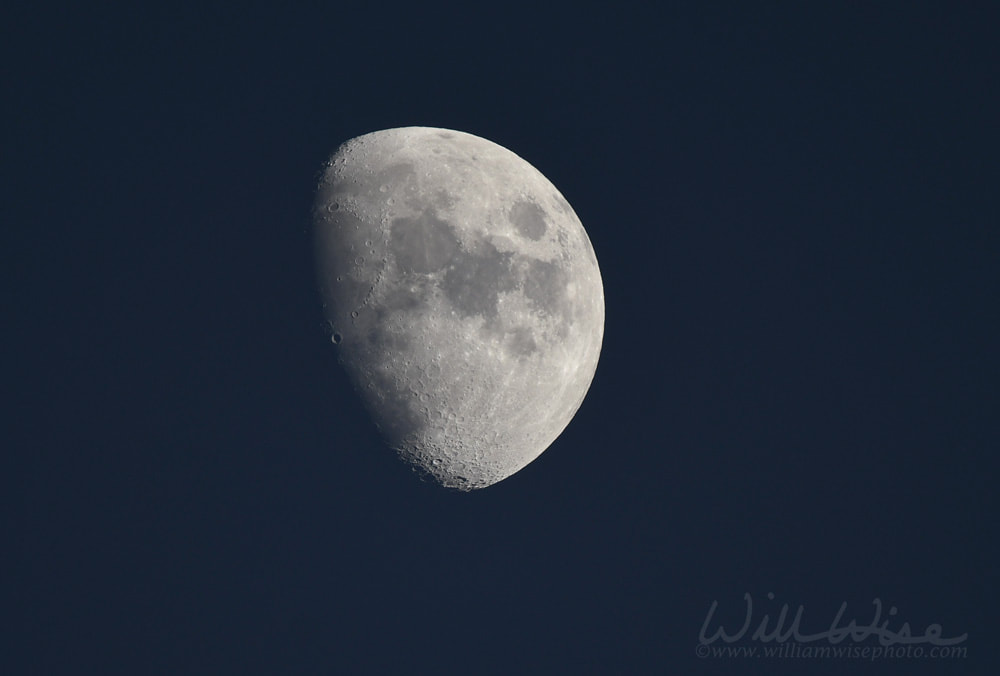 Waxing Gibbous Moon over the Okefenokee National Wildlife Refuge Picture