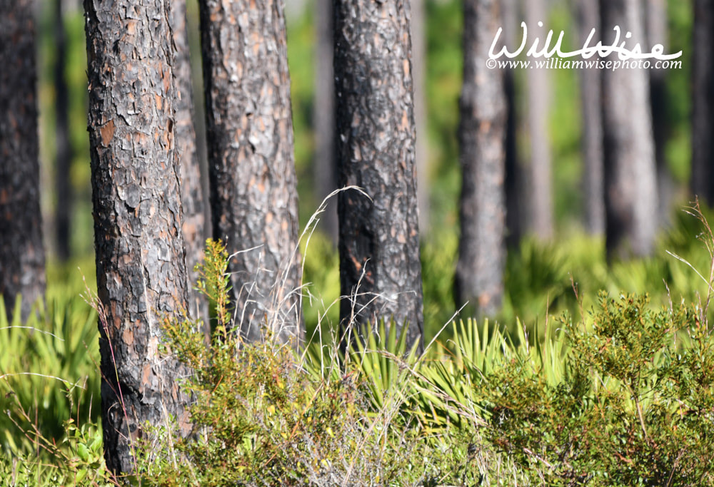 Slash Pine Tree trunks and Saw Palmetto in Upland Pines in the Okefenokee National Wildlife Refuge Picture