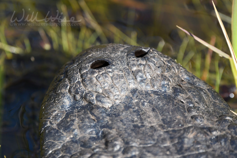 American Alligator nostrils Picture