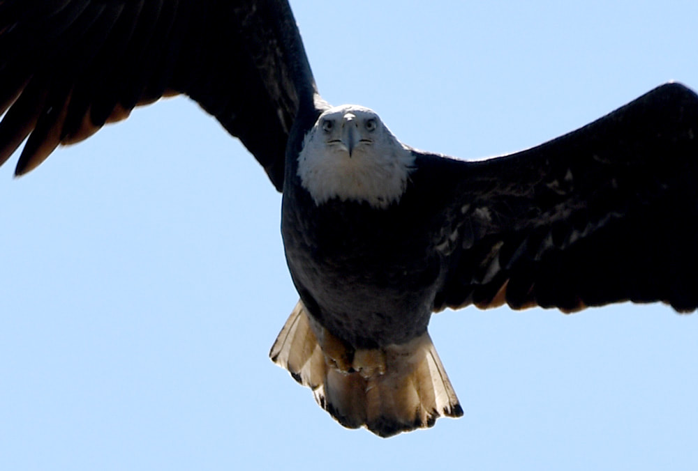 Okefenokee Bald Eagle Picture