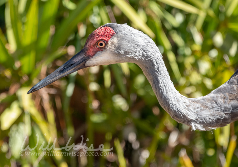 Sandhill Crane close up portrait on Swamp Island Wildlife Drive Okefenokee Georgia Picture