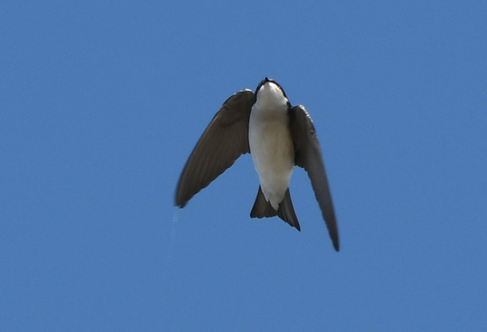 Okefenokee Tree Swallow Picture