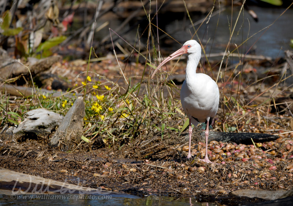 White Ibis in the Okefenokee Swamp, Georgia Picture