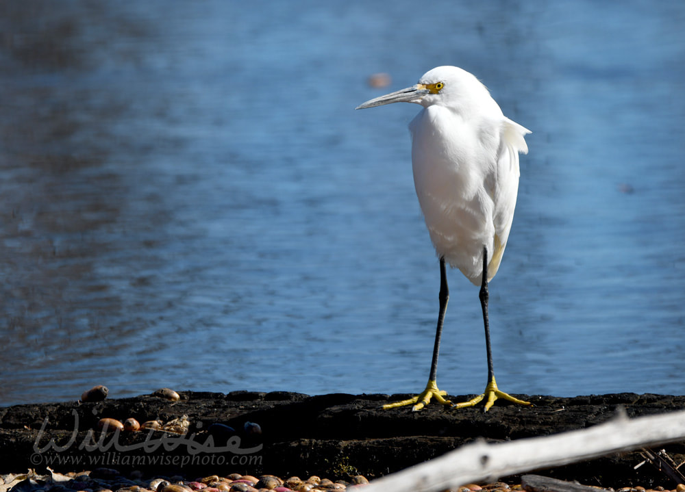 Snowy Egret in the Okefenokee Swamp, Georgia Picture