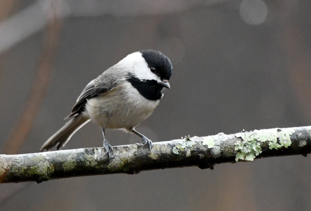 Carolina Chickadee Picture