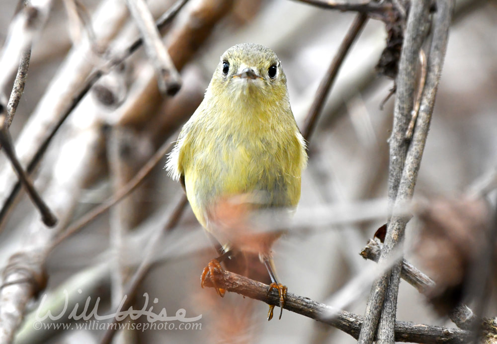 Phinizy Swamp Georgia birding, Ruby-crowned Kinglet songbird staring face first at camera Picture