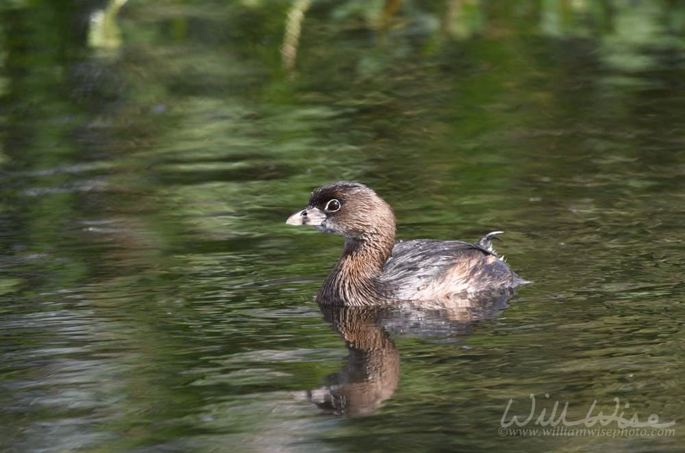 Pied Billed Grebe water bird swimming in green marsh at Phinizy Swamp Nature Park, Richmond County, Georgia Picture