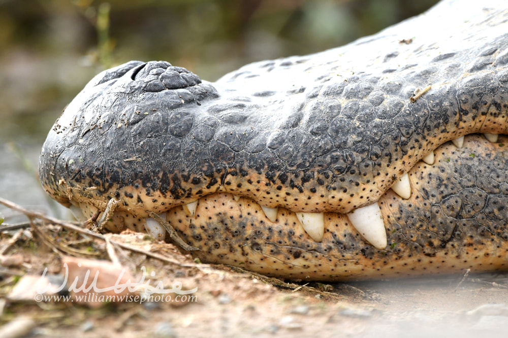 Close up of large American Alligator teeth and Integumentary Sense Organs Picture