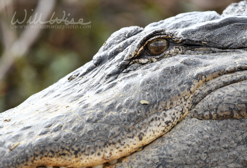 Close up of large American Alligator eye with vertically elliptical pupil Picture