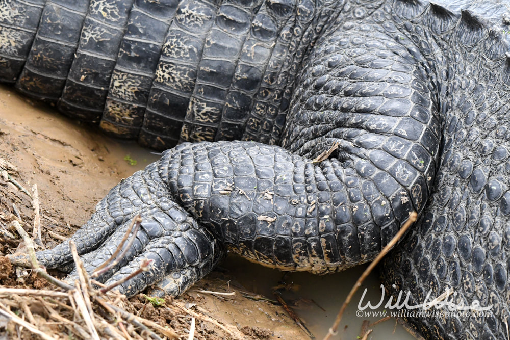 Close up of large American Alligator rear leg, foot, scales and claws Picture