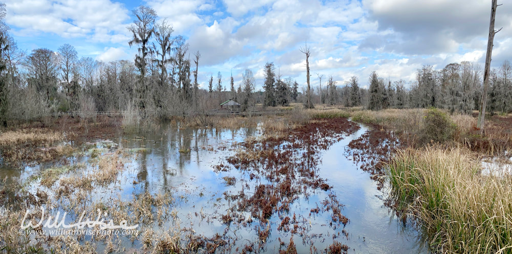 Butler Creek flood plain and boardwalk trail at Phinizy Swamp Nature Park, Richmond County, Georgia Picture