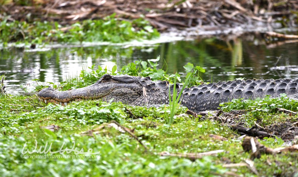American Alligator at Phinizy Swamp Nature Park, Richmond County, Georgia Picture