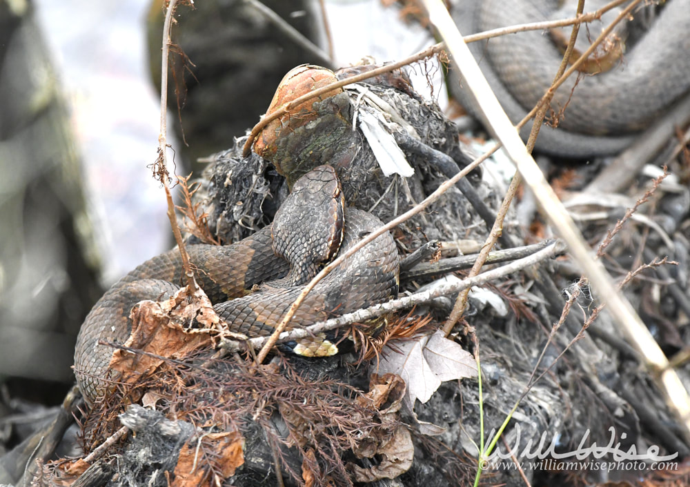 Coiled Cottonmouth Water Moccasin pit viper at Phinizy Swamp, Richmond County, Augusta, Georgia USA Picture