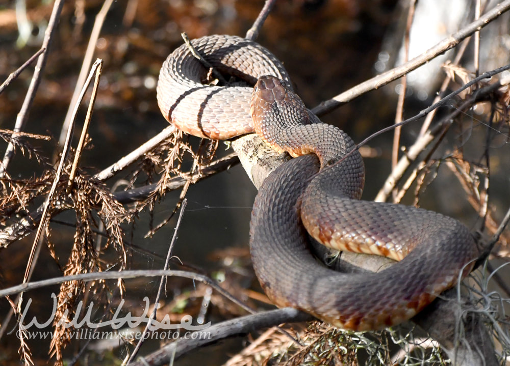 Banded Watersnake at Phinizy Swamp, Richmond County, Augusta, Georgia USA Picture