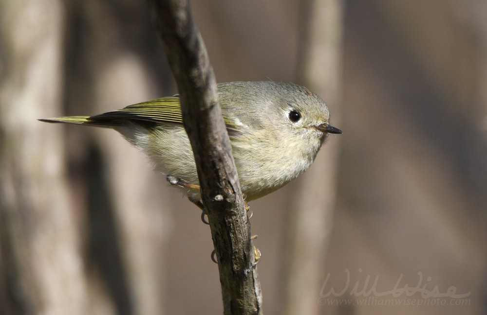 Ruby-crowned Kinglet, Corthylio calendula, bird Picture