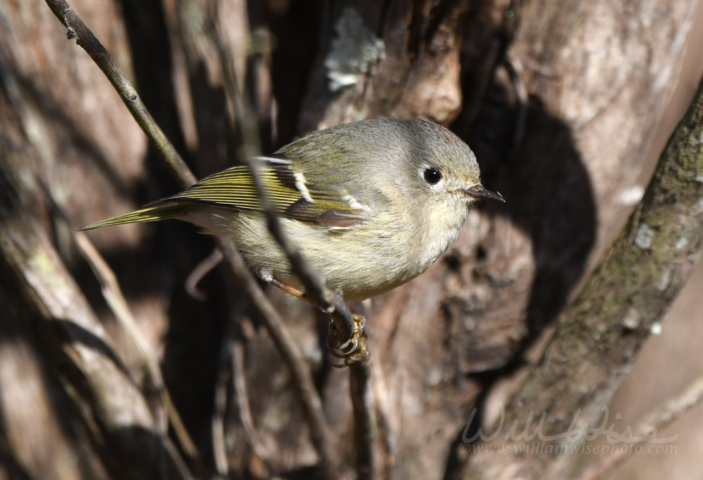 Ruby-crowned Kinglet, Corthylio calendula, bird Picture
