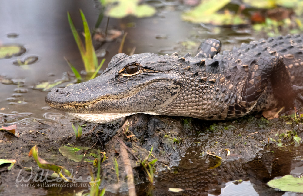 Juvenile American Alligator along Okefenokee Swamp Island Drive, Georgia Picture