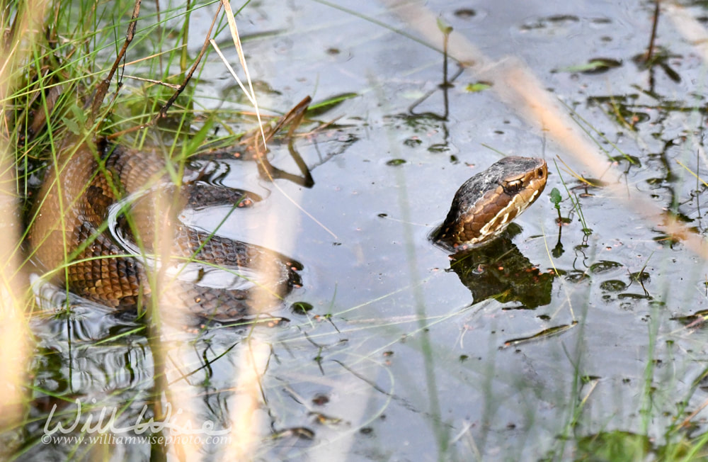 Cottonmouth Water Moccasin Viper coiled in the water in the Okefenokee Swamp, Georgia USA Picture