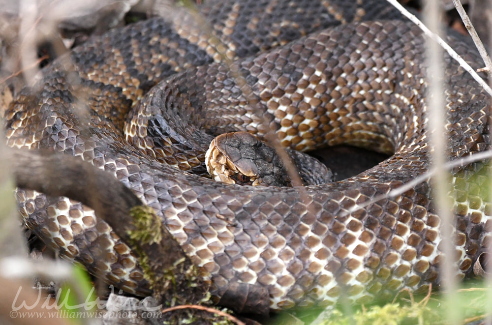 Large Cottonmouth Water Moccasin Viper coiled in the water in the Okefenokee Swamp, Georgia USA Picture