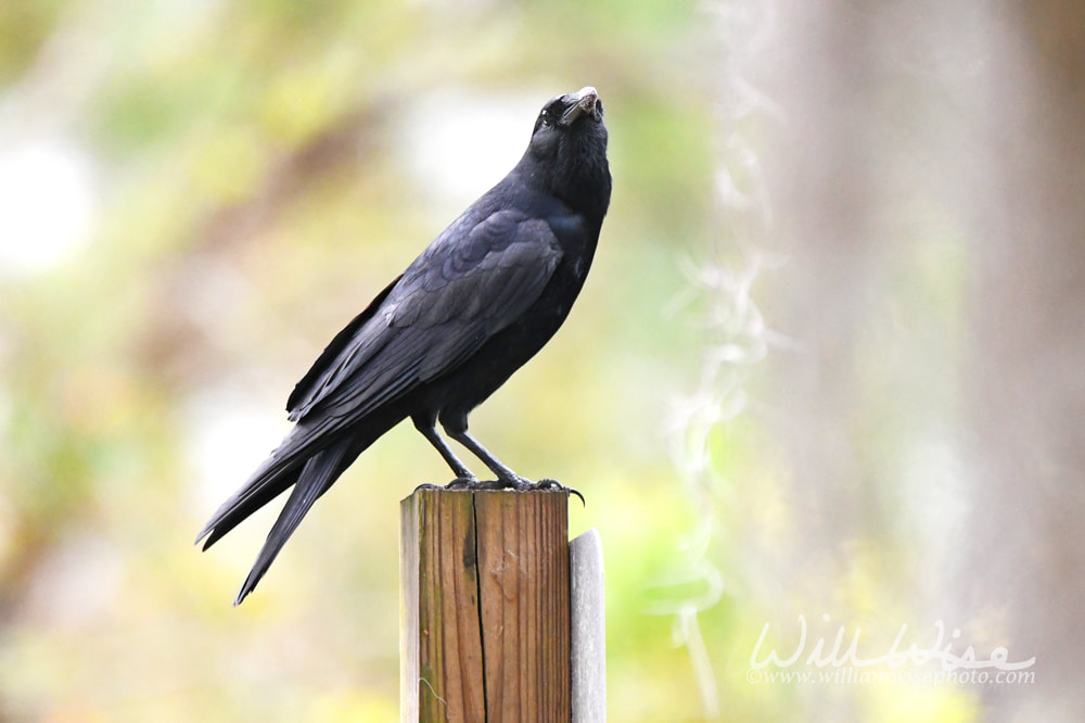 Okefenokee Swamp Fish Crow Picture