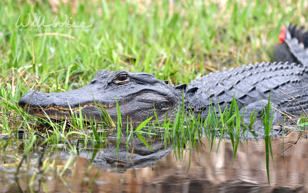 Tagged American Alligator for research in the Okefenokee Swamp National Wildlife Refuge in Georgia USA Picture