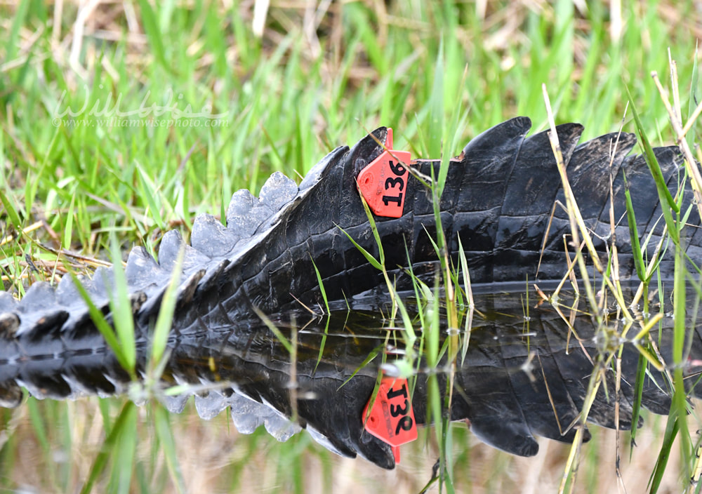 Research Tag on American Alligator tail in the Okefenokee Swamp National Wildlife Refuge in Georgia USA Picture