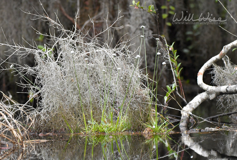 Flattened Pipewort plant in the Okefenokee Swamp National Wildlife Refuge, Georgia USA Picture