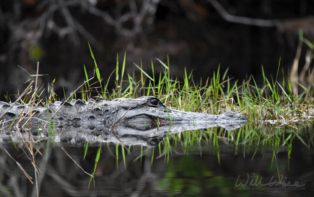 American Alligator swimming in the blackwater of the Okefenokee Swamp in Georgia USA Picture