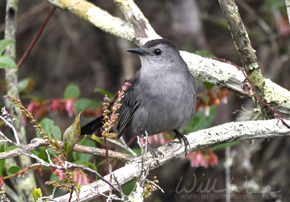 Gray Cat bird in the Okefenokee Swamp National Wildlife Refuge, Georgia USA Picture