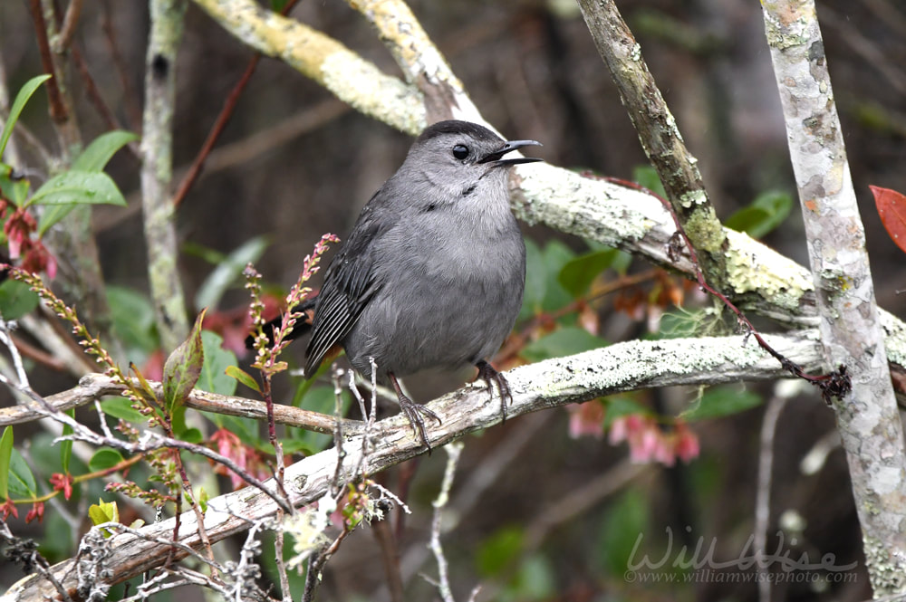 Gray Cat bird in the Okefenokee Swamp National Wildlife Refuge, Georgia USA Picture