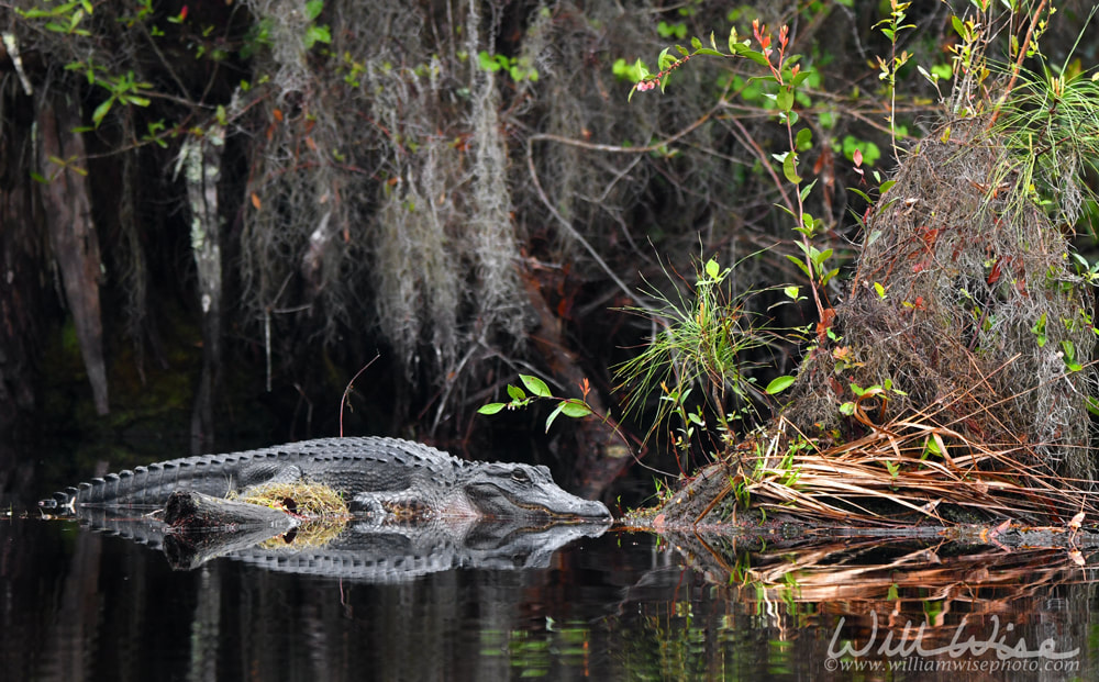 American Alligator laying on a log in the Okefenokee Swamp National Wildlife Refuge, Georgia USA Picture