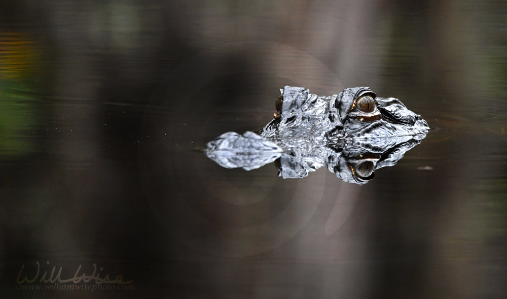 American Alligator in blackwater swamp. Okefenokee National Wildlife Refuge, Georgia USA Picture