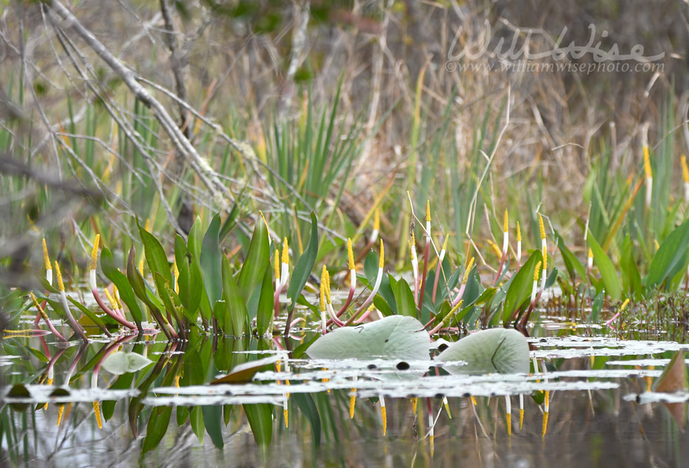 Golden Club Neverwet flowers on Chase Prairie in Okefenokee National Wildlife Refuge, Georgia USA Picture
