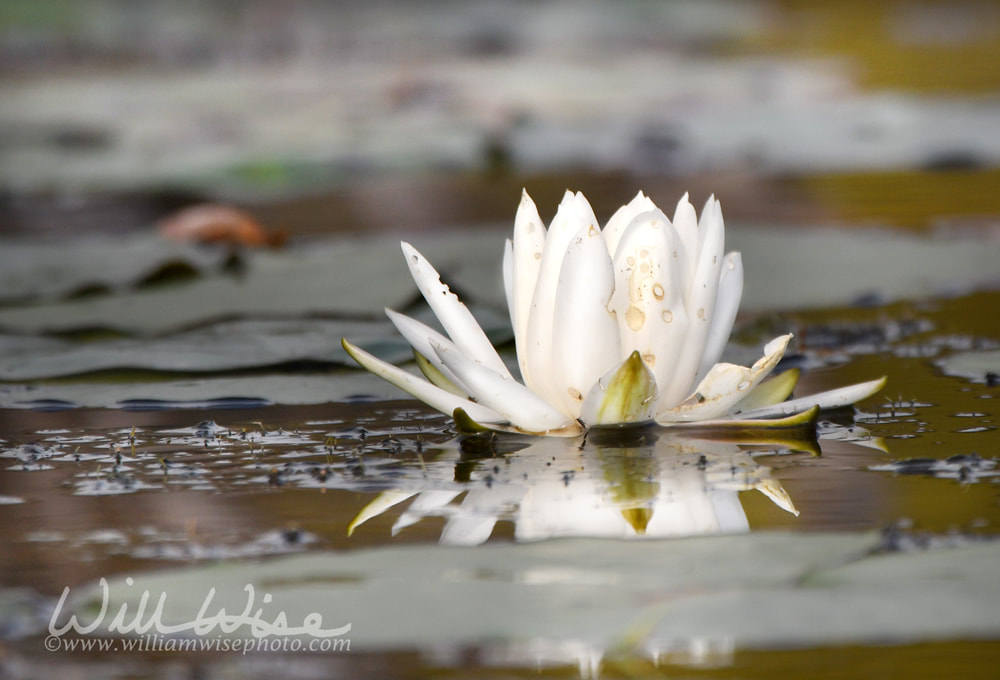 American White Water Lily pad and flower floating in Okefenokee National Wildlife Refuge, Georgia USA Picture
