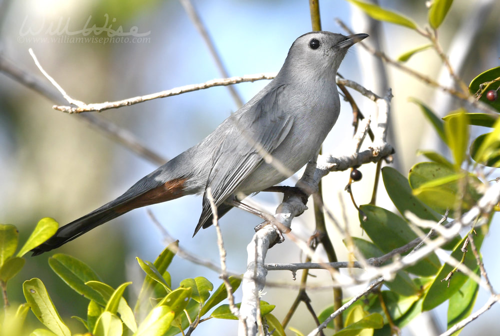 Gray Catbird on Chase Prairie in Okefenokee National Wildlife Refuge, Georgia USA Picture