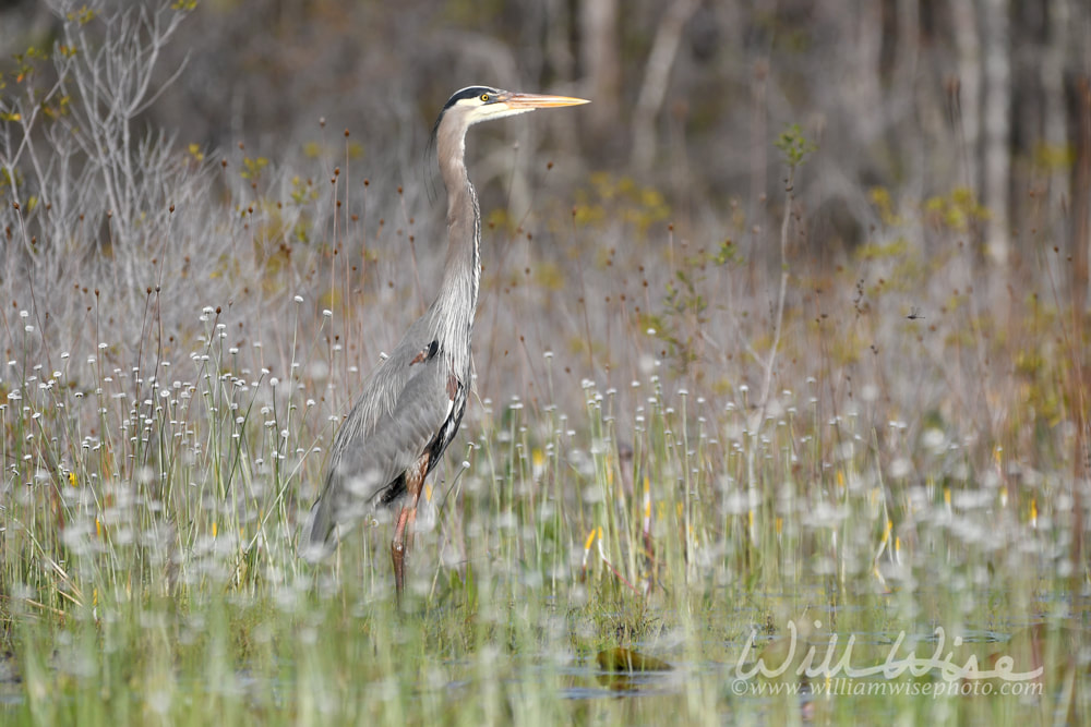 Great Blue Heron on Chase Prairie in Okefenokee National Wildlife Refuge, Georgia USA Picture