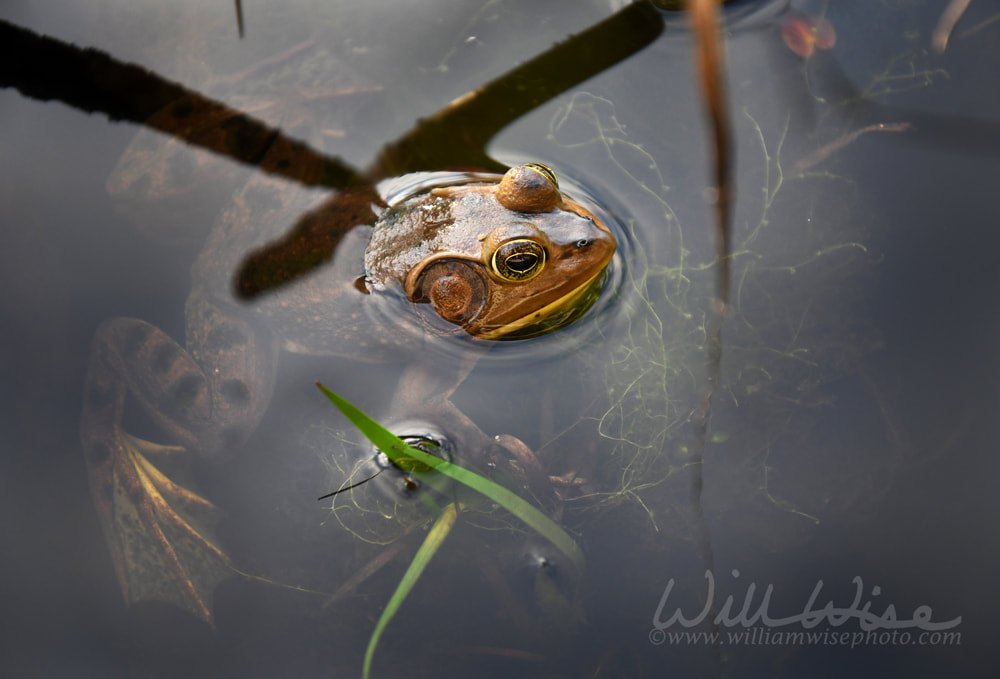 Pig Frog swimming in tannin blackwater of Okefenokee Swamp National Wildlife Refuge, Georgia Picture