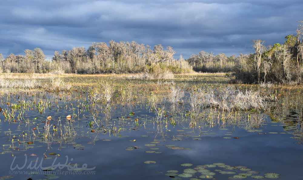 Panorama view of Chase Prairie from the Round Top Shelter in Okefenokee National Wildlife Refuge, Georgia USA Picture