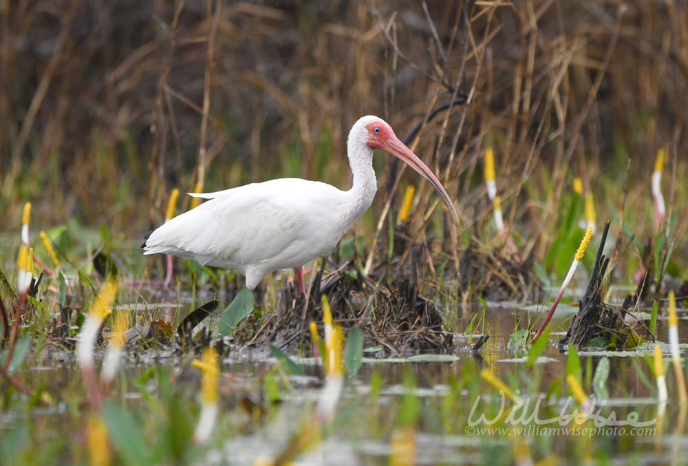 White Ibis bird foraging on Chase Prairie; Okefenokee Swamp National Wildlife Refuge, Georgia USA Picture