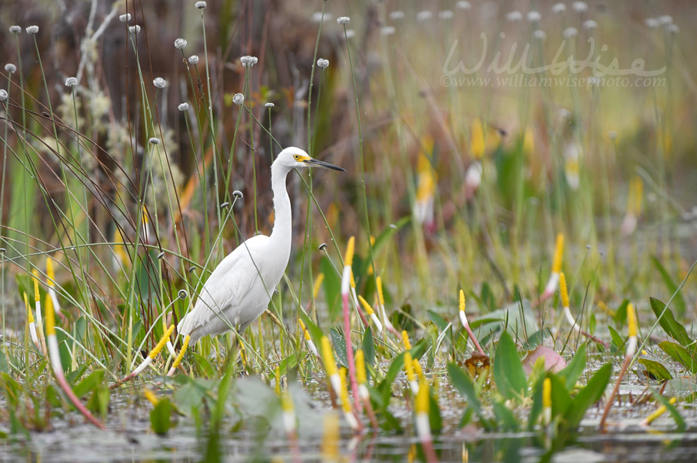 Snowy Egret bird foraging on Chase Prairie; Okefenokee Swamp National Wildlife Refuge, Georgia USA Picture