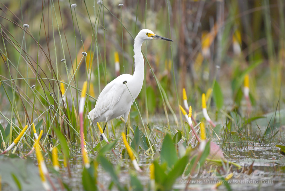 Snowy Egret bird foraging on Chase Prairie; Okefenokee Swamp National Wildlife Refuge, Georgia USA Picture