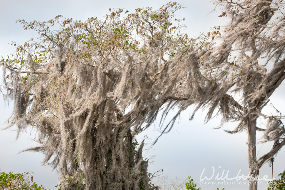 Spanish Moss blowing in the wind in a tall Cypress Tree in the Okefenokee Swamp, Georgia Picture