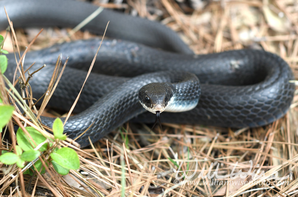 Black Eastern Racer Snake coiled in the grass flicking tongue Picture