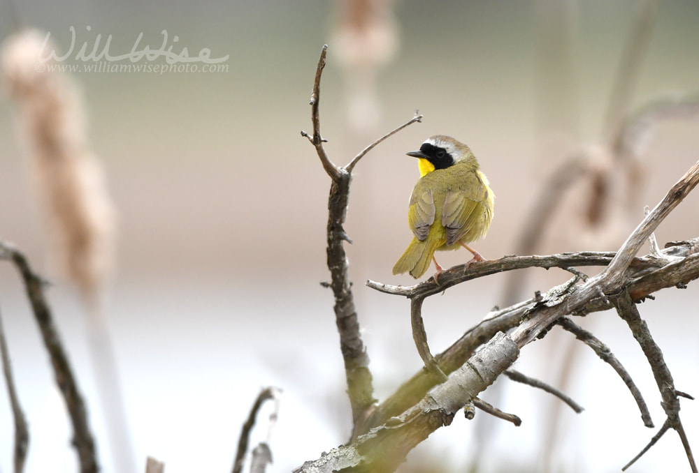 Common Yellowthroat at Exner Marsh Nature Preserve, Illinois USA Picture