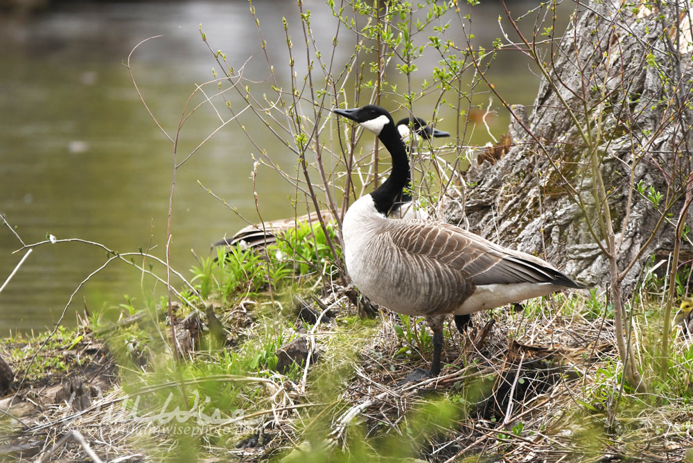 Canada Goose at Exner Marsh Nature Preserve, Illinois USA Picture