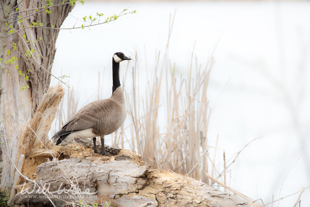 Canada Goose in the fog at Exner Marsh Nature Preserve, Illinois USA Picture